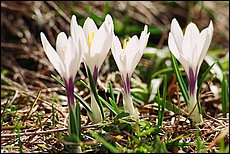 konig-see-dp086.JPG