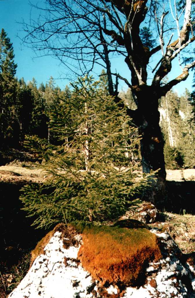 jezero040_p.jpg