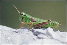 tg2000-dp24.jpg