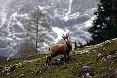 alpy2004_b035.jpg